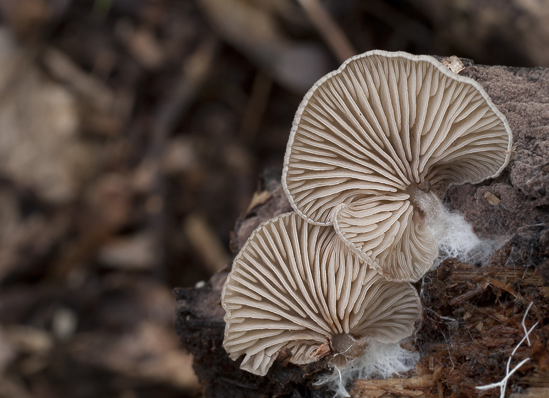 Entoloma byssisedum